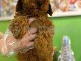 Toy poodle yavrularımız dişi erkek mevcut orjinal safkan 