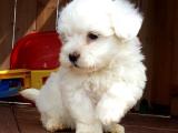 Toy Poodle Yavruları Orjinal 0 Beden