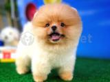 Pomeranian boo teddybear 