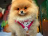 Muhteşem kalitede olan teddy bear pomeranian boo yavrumuz