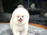 Minik Neşe Kaynağı Pomeranian Boo Yavrularımız