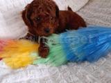 Show Kalite Toy Poodle yavruları erkek ve dişi