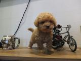 Teacup toy poodle yavrularımız ırk ve sağlık garantili