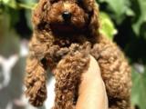 Toy Poodle Dişi yavrumuz