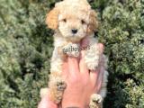 Sevimli apricot toy poodle yavrumuz @catboyssss da