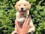 Safkan golden retriever dişi yavrular @catboyssss da