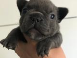 Blue french bulldog