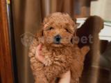 YAKIŞIKLI PASAPORTLU TOY POODLE OĞLUMUZ