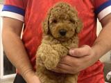 Muhtesem Suray Toy Poodle Yavrularimiz