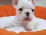 Veteriner teknikerinden french bulldog