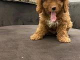 Toy poodle yavrularımız orjinal safkan