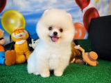 Yurtdışı üretim belgeli safkan Pomeranian boo yavrularımız