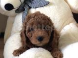 SEVİMLİ RED TOY POODLE YAVRULARI 