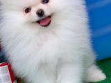 Güzel mi güzelim dedirten Pomeranian Boo yavrumuz