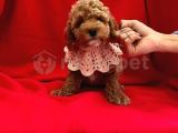 ÇİKOLATA TADINDA TOY POODLE YAVRULARI