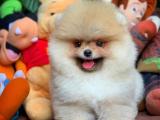 Birbirinden Güzel Pomeranian Boo Yavrularımız