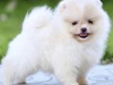 Pomeranian Boo Miniboy