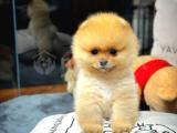 Çocuklarla Anlaşan Ayı Surat Pomeranian Boo Yavrularımız
