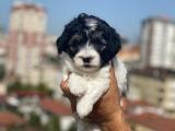 Maskeli Maltipoo Yavrumuz Geldi