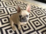 French Bulldog Yavruları SCR Belgeli