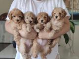 Moskova dan İTHAL TOY POODLE YAVRULARI