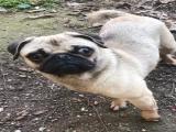 YETISKIN DISI PUG