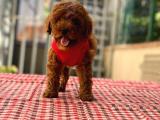 ORJİNAL TOY POODLE YAVRULARIMIZ