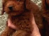 TOY POODLE YAVRULARİMİZ