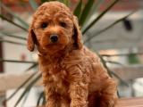 ORJİNAL TOY POODLE YAVRULARIMIZ