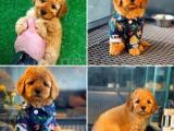 Irk ve sağlık garantili sözleşmeli toy poodle yavrularımız