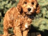 Orjinal Red Brown Maltıpoo