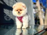 Irk ve Sağlık Garantili Pomeranian Boo Yavrularımız 