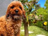 En Güzelinden Zeki Oyuncu Toy Poodle yavrumuz 