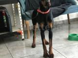 A scr dişi doberman