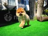 Turuncu Pomeranian Boo yavrumuz 