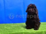 SİYAH TOY POODLE YAVRUSU