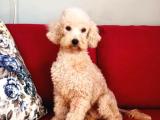 DÖNEMİNDE DİŞİ MİNYATÜR POODLE