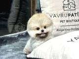 En Tatlısından Gülenyüz Pomeranian Boo yavrumuz 