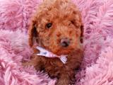 Toy Poodle