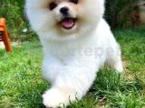 A Quality Teddy Bear Pomeranian Boo with Yavrupatiler guarantee.   