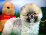 Sevimli oyuncu Pomeranian Boo yavrumuz 