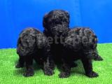 MÜKEMMEL KALİTEDE SİYAH TOY POODLE YAVRU   