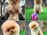 Gülen surat Teddy face pomeranian boo yavrumuz