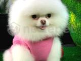 Güzel ve Sevimli Pomeranian Boo Kızımız ROSE