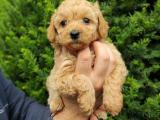 Dark apricot toy poodle erkek yavrumuz