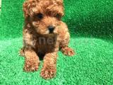 DİŞİ VE ERKEK TOY POODLE 