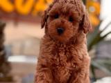 MİNİ TOY POODLE BEBEKLERİMİZ