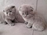 BRITISH SHORTHAIR LİLAC