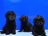 MÜKEMMEL KALİTEDE SİYAH TOY POODLE YAVRU  