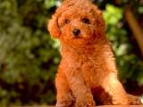 En Fazla Seçenek ile Toy Poodle Yavrular